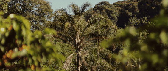 Fazenda Coqueiro