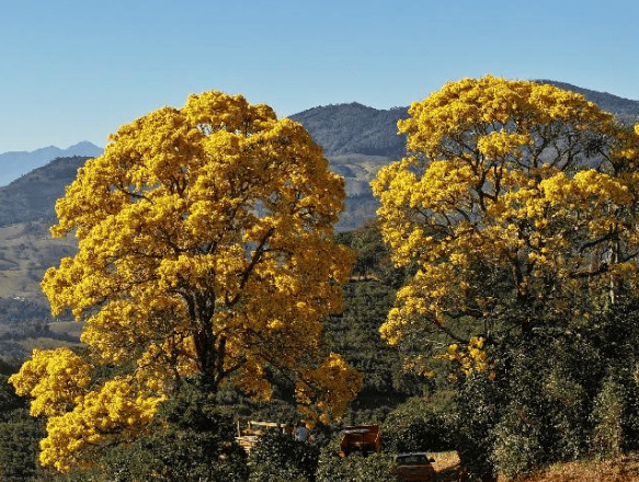 Fazenda Coqueiro