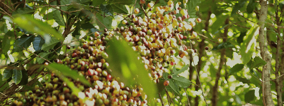 Fazenda Coqueiro