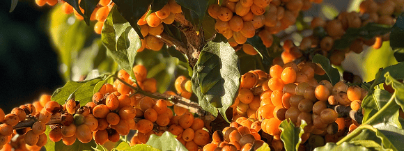 Fazenda Sant’Ana