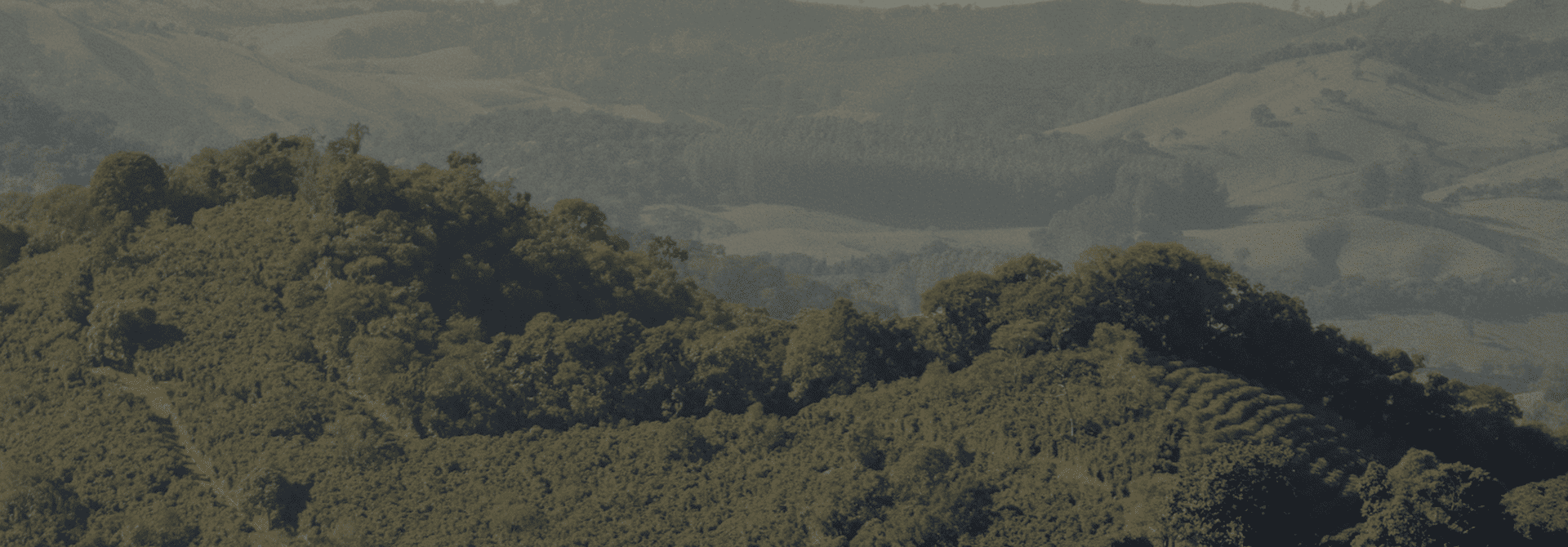 Fazenda Coqueiro